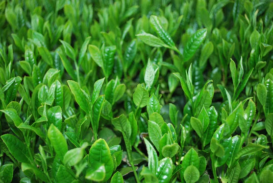 What is Matcha & Why Should I Drink it?