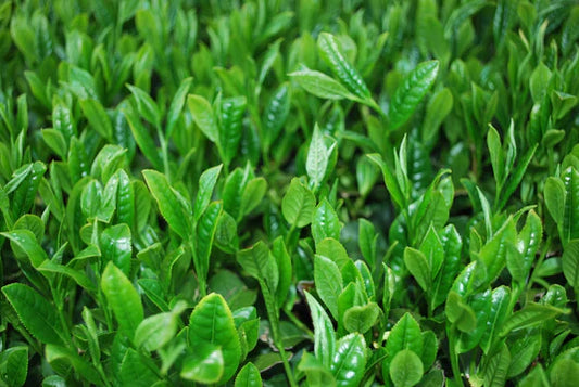 What is Matcha & Why Should I Drink it?